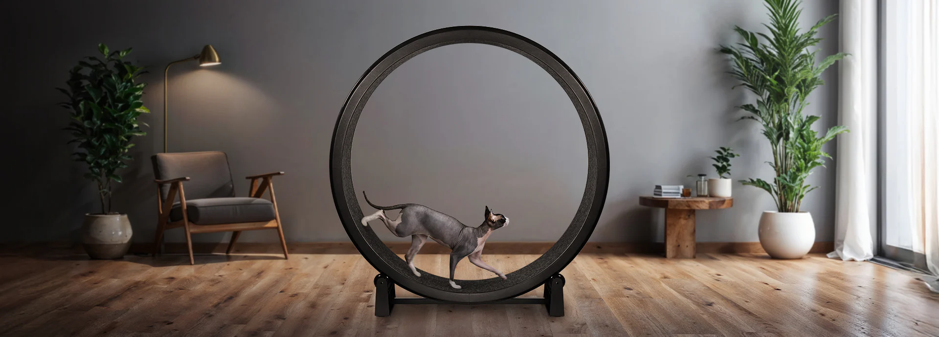 Unleash Your Cat’s Inner Athlete